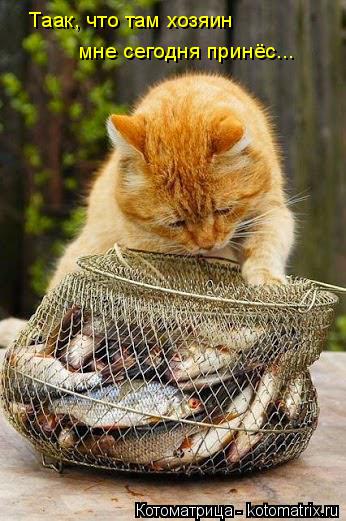 Котоматрица: Таак, что там хозяин мне сегодня принёс...