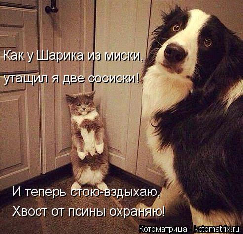 Котоматрица: Как у Шарика из миски, утащил я две сосиски! И теперь стою-вздыхаю, Хвост от псины охраняю!