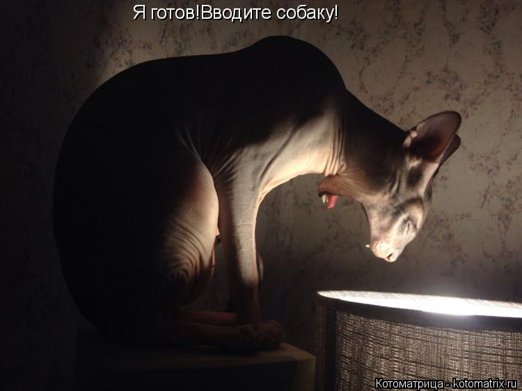 Котоматрица: Я готов!Вводите собаку!