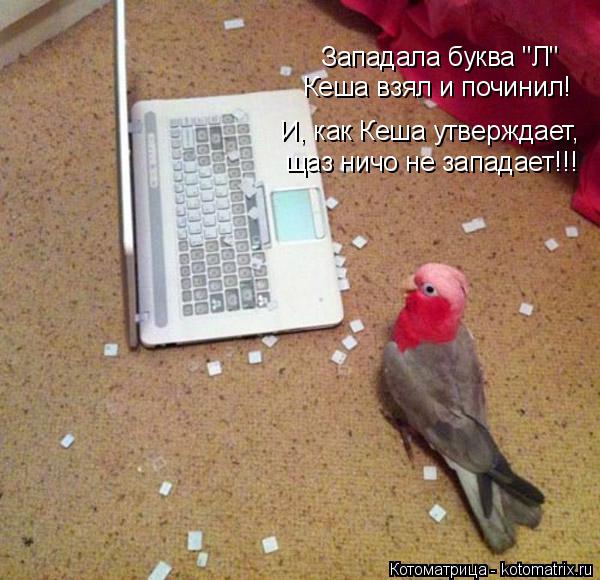 Котоматрица: Западала буква "Л" Кеша взял и починил! И, как Кеша утверждает,  щаз ничо не западает!!!