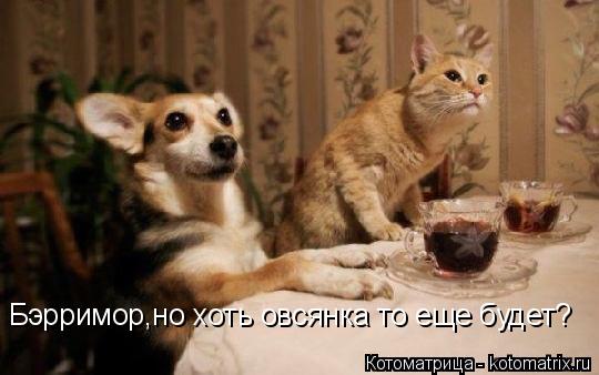 Котоматрица: Бэрримор,но хоть овсянка то еще будет?
