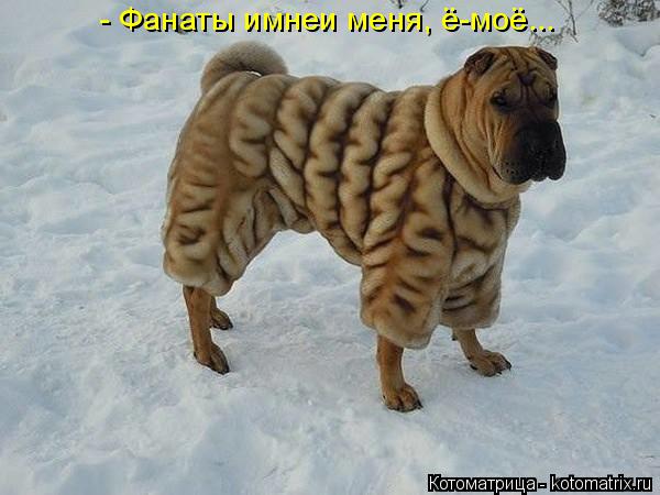 Котоматрица: - Фанаты имнеи меня, ё-моё...