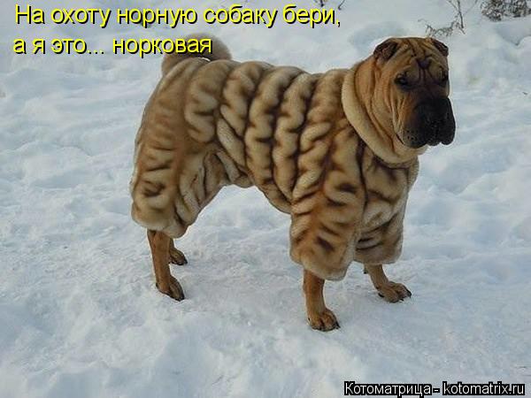 На охоту норную собаку бери, а я это... норковая... Котоматрица: На охоту норную собаку бери, а я это... норковая