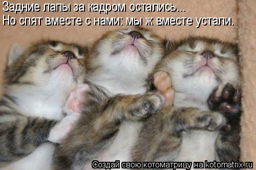 Но спят вместе с нами: мы ж вместе устали. Задние лапы за кадром остались...... Котоматрица: Но спят вместе с нами: мы ж вместе устали. Задние лапы за кадром остались...