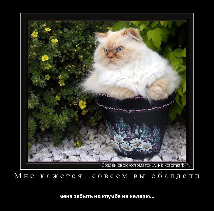 Котоматрица: Мне кажется, совсем вы обалдели меня забыть на клумбе на неделю...