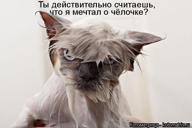 Котоматрица: Ты действительно считаешь,  что я мечтал о чёлочке?