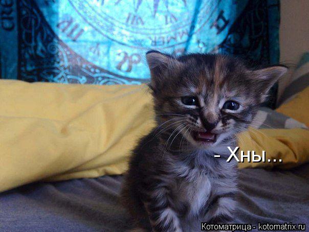 - Хны...... Котоматрица: - Хны...