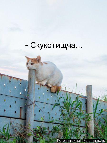 Котоматрица: - Скукотищча...