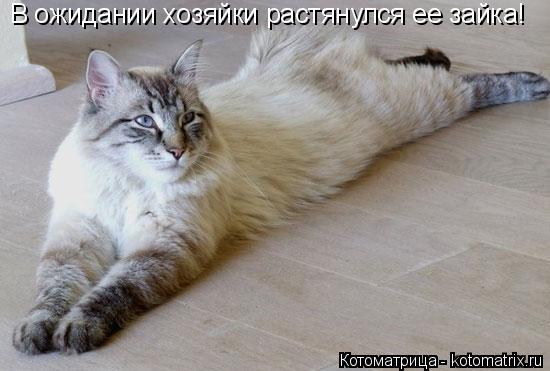 В ожидании хозяйки растянулся ее зайка!... Котоматрица: В ожидании хозяйки растянулся ее зайка!