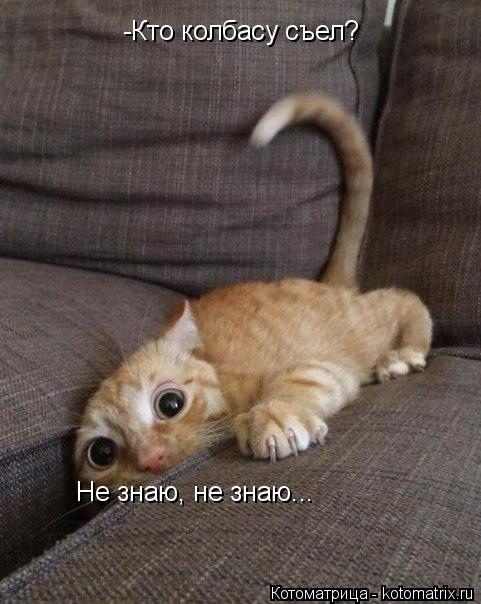 -Кто колбасу съел? Не знаю, не знаю...... Котоматрица: -Кто колбасу съел? Не знаю, не знаю...