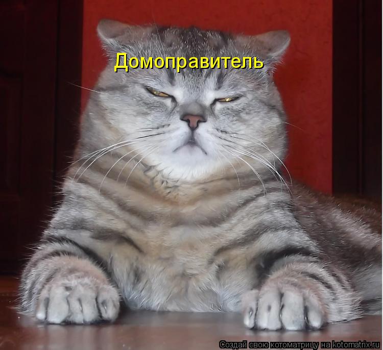 Домоправитель... Котоматрица: Домоправитель