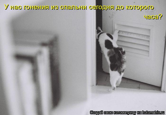 Котоматрица: У нас гонения из спальни сегодня до которого  часа?