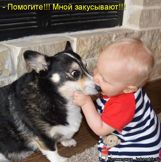 - Помогите!!! Мной закусывают!!!... Котоматрица: - Помогите!!! Мной закусывают!!!
