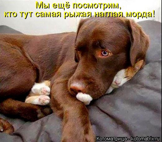 Мы ещё посмотрим, кто тут самая рыжая наглая морда!... Котоматрица: Мы ещё посмотрим, кто тут самая рыжая наглая морда!