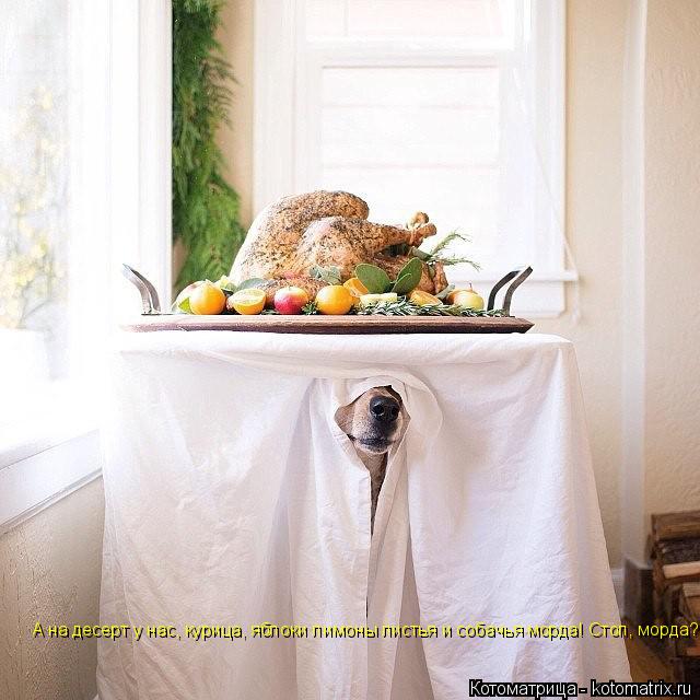 Котоматрица: А на десерт у нас, курица, яблоки лимоны листья и собачья морда! Стоп, морда?!
