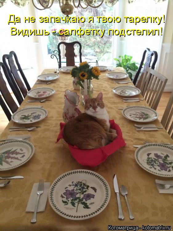 Котоматрица: Да не запачкаю я твою тарелку! Видишь - салфетку подстелил!