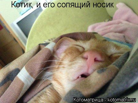 Котик, и его сопящий носик... Котоматрица: Котик, и его сопящий носик
