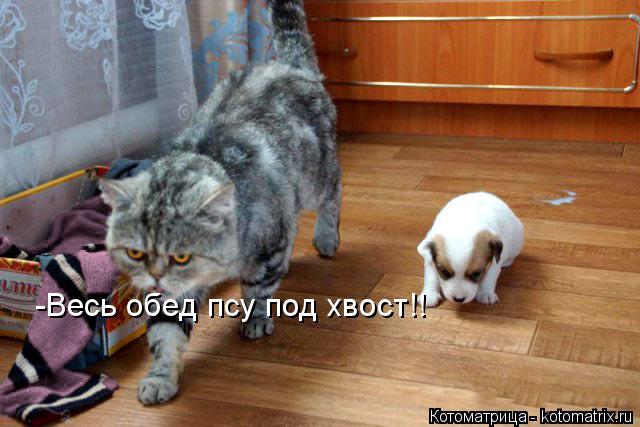 -Весь обед псу под хвост!!... Котоматрица: -Весь обед псу под хвост!!