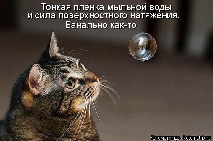 Котоматрица: и сила поверхностного натяжения. Банально как-то Тонкая плёнка мыльной воды