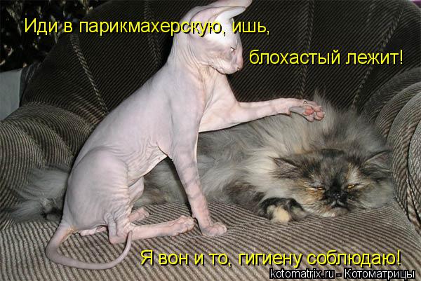 Иди в парикмахерскую, ишь, блохастый лежит! Я вон и то, гигиену соблюдаю!... Котоматрица: Иди в парикмахерскую, ишь, блохастый лежит! Я вон и то, гигиену соблюдаю!