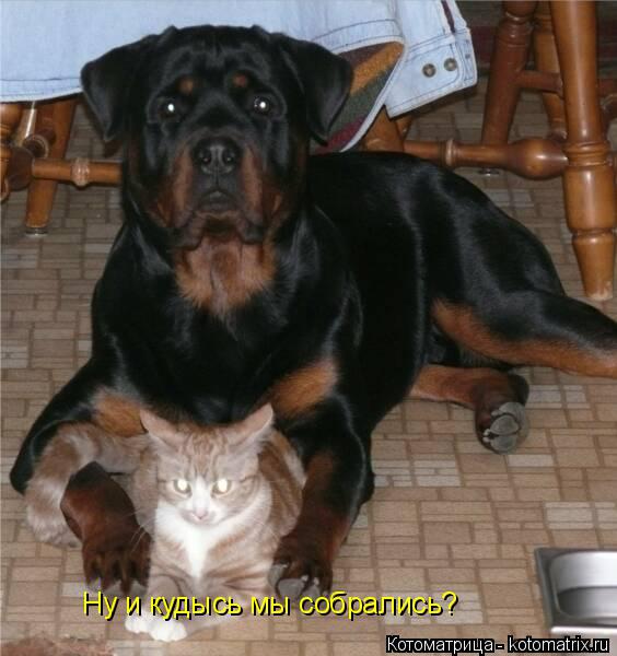 Котоматрица: Ну и кудысь мы собрались?