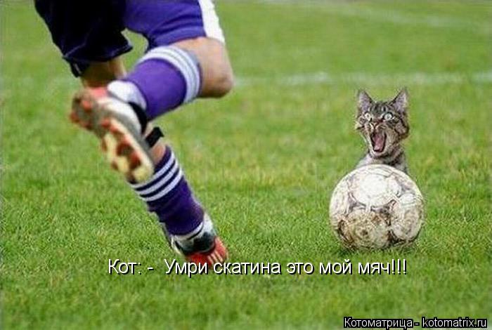 Котоматрица: Кот: -  Умри скатина это мой мяч!!!