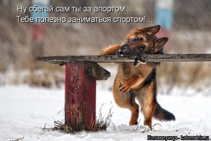 Котоматрица: Ну сбегай сам ты за апортом.... Тебе полезно заниматься спортом!...