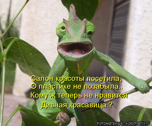 Салон красоты посетила, О пластике не позабыла.. Кому ж теперь не нравится Дивная красавица ?... Котоматрица: Салон красоты посетила, О пластике не позабыла.. Кому ж теперь не нравится Дивная красавица ?