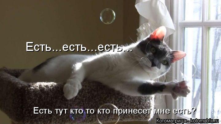 Котоматрица: Есть...есть...есть... Есть тут кто то кто принесет мне есть?