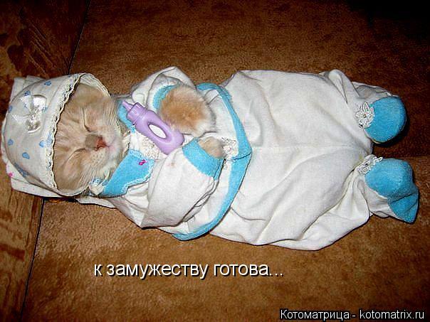 к замужеству готова...... Котоматрица: к замужеству готова...