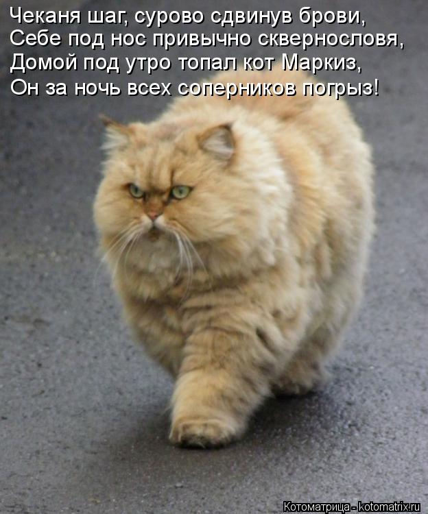 Котоматрица: Чеканя шаг, сурово сдвинув брови, Себе под нос привычно сквернословя, Домой под утро топал кот Маркиз, Он за ночь всех соперников погрыз!