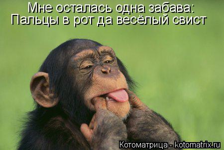 Котоматрица: Мне осталась одна забава: Пальцы в рот да весёлый свист