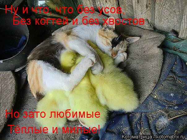 Ну и что, что без усов, Без когтей и без хвостов Но зато любимые Тёплые и милые!... Котоматрица: Ну и что, что без усов, Без когтей и без хвостов Но зато любимые Тёплые и милые!