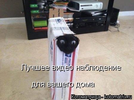 Котоматрица: для вашего дома Лучшее видео наблюдение