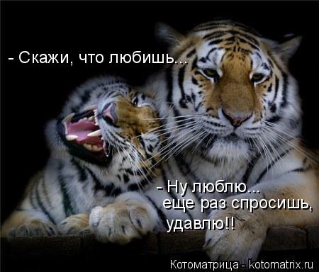 - Скажи, что любишь... - Ну люблю... еще раз спросишь, удавлю!!... Котоматрица: - Скажи, что любишь... - Ну люблю... еще раз спросишь, удавлю!!