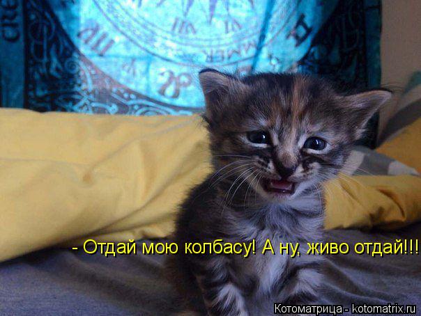 Котоматрица: - Отдай мою колбасу! А ну, живо отдай!!!