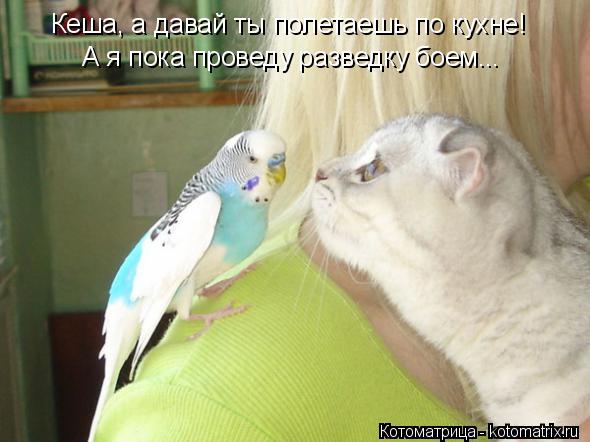 Котоматрица: Кеша, а давай ты полетаешь по кухне! А я пока проведу разведку боем...
