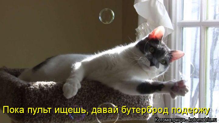 Пока пульт ищешь, давай бутерброд подержу... Котоматрица: Пока пульт ищешь, давай бутерброд подержу