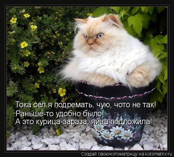 Котоматрица: Тока сел я подремать, чую, чото не так!  Раньше-то удобно было! А это курица-зараза, яйца подложила!