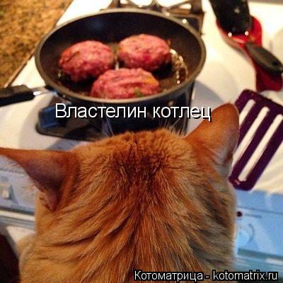Властелин котлец... Котоматрица: Властелин котлец