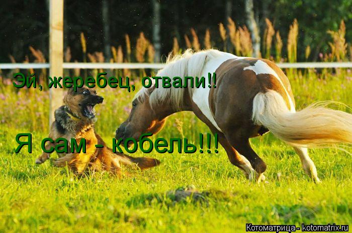 Эй, жеребец, отвали!! Я сам - кобель!!!... Котоматрица: Эй, жеребец, отвали!! Я сам - кобель!!!