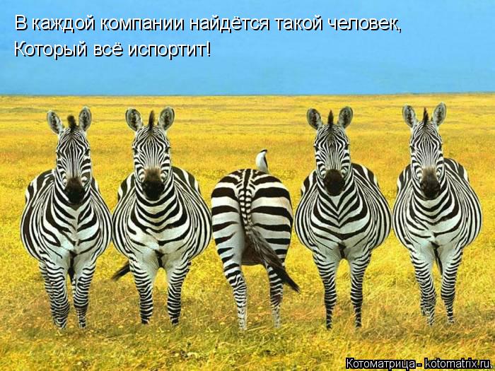 Котоматрица: В каждой компании найдётся такой человек, В каждой компании найдётся такой человек, Который всё испортит!