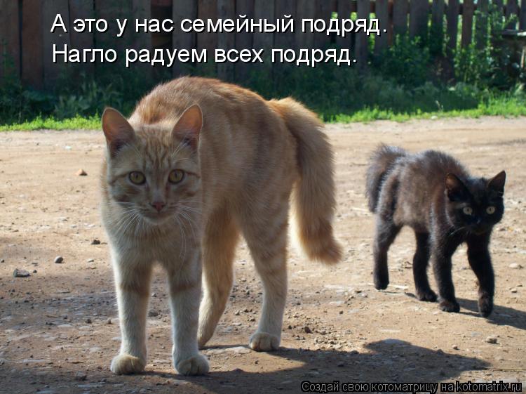 А это у нас семейный подряд. Нагло радуем всех подряд.... Котоматрица: А это у нас семейный подряд. Нагло радуем всех подряд.