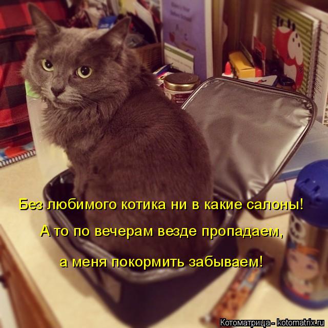 Котоматрица: Без любимого котика ни в какие салоны! А то по вечерам везде пропадаем, а меня покормить забываем!
