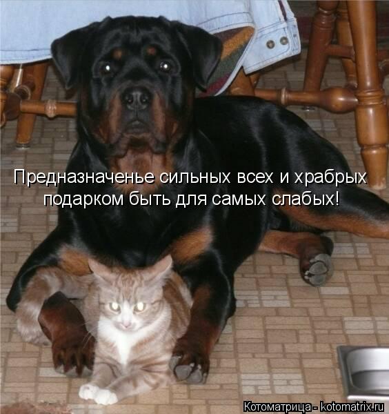 Котоматрица: Предназначенье сильных всех и храбрых подарком быть для самых слабых!