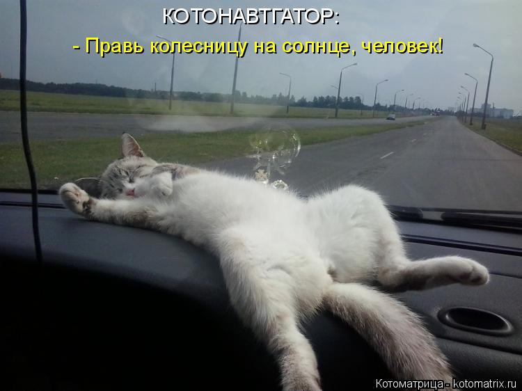 Котоматрица: КОТОНАВТГАТОР: - Правь колесницу на солнце, человек!