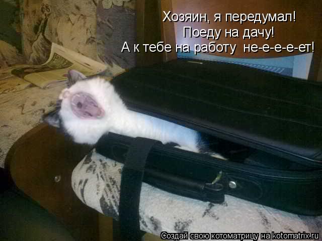 Котоматрица: Хозяин, я передумал! Поеду на дачу! А к тебе на работу  не-е-е-е-ет!
