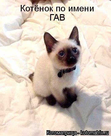 Котоматрица: Котёнок по имени  ГАВ