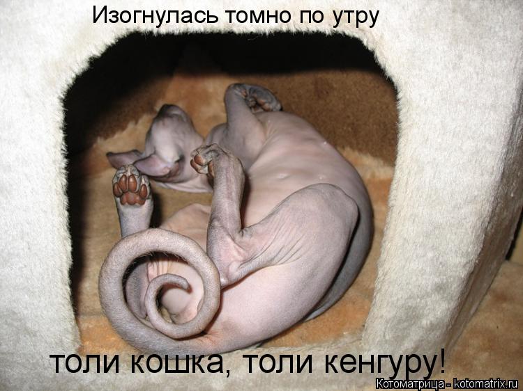 Изогнулась томно по утру толи кошка, толи кенгуру!... Котоматрица: Изогнулась томно по утру толи кошка, толи кенгуру!