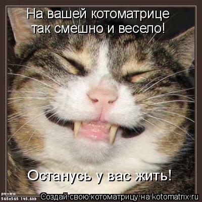 Котоматрица: На вашей котоматрице так смешно и весело! Останусь у вас жить!